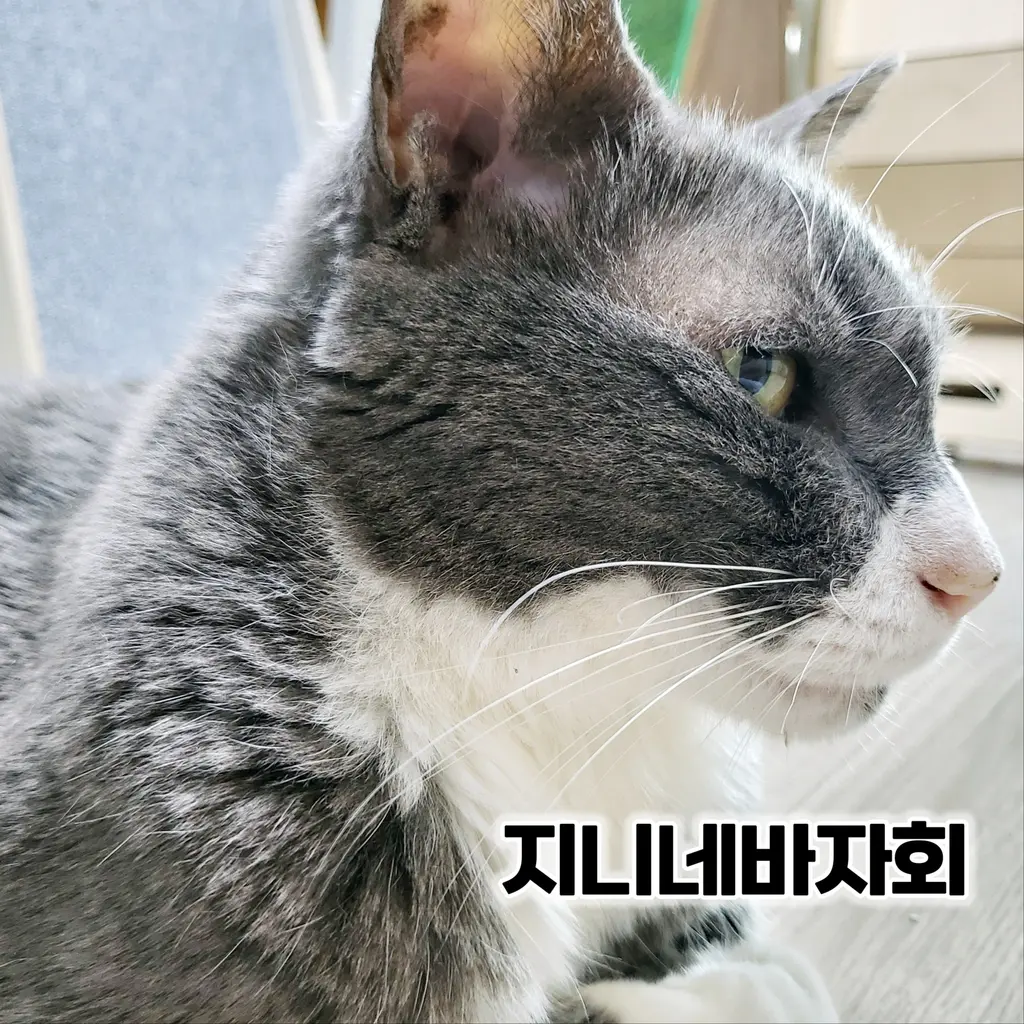 ★지니네바자회 종료 후 판매★ (지니네쉼터) - TMM 상품